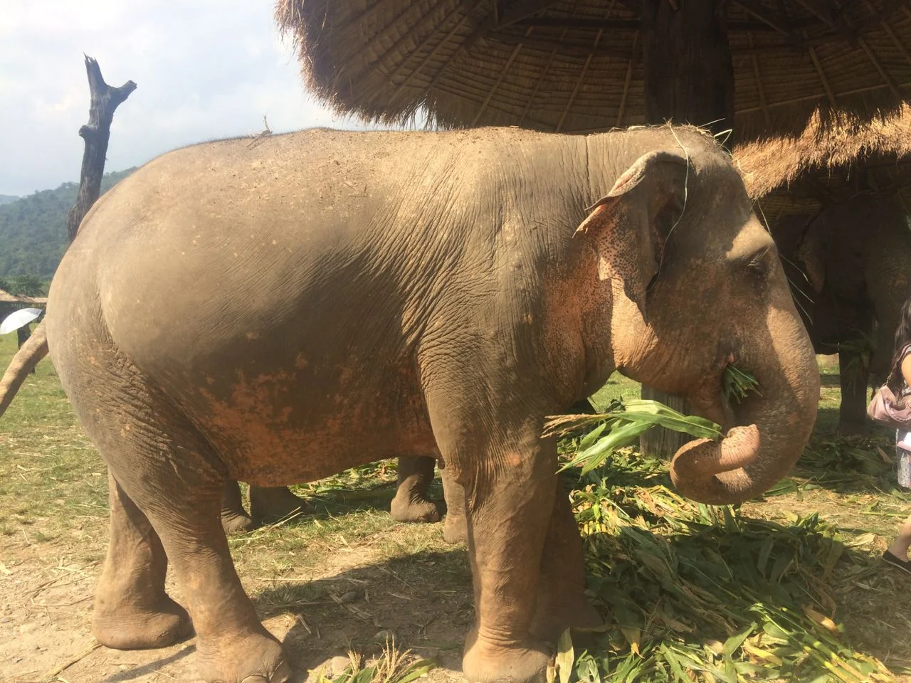 Chiang Mai Elephant Sanctuary