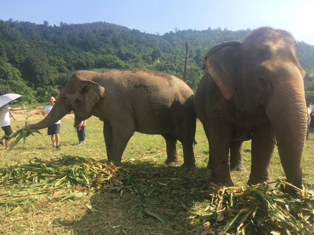 Chiang Mai Elephant Sanctuary