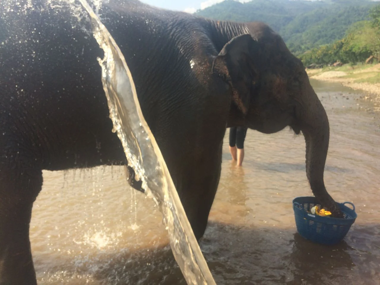 Chiang Mai Elephant Sanctuary