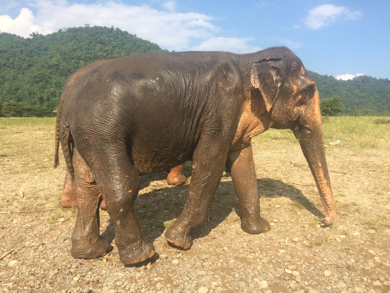 Chiang Mai Elephant Sanctuary