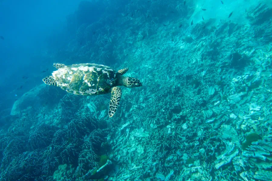 Snorkling At The Similan Islands